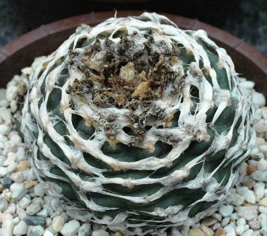 Lophophora_williamsii_4